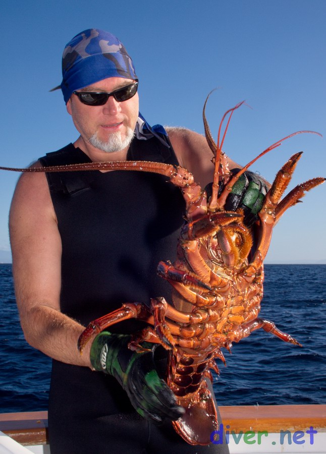 Roger Carlson with a 9½ lb. California spiny lobster (Panulirus interruptus) that was caught and released at Santa Cruz Island, California on November 3, 2015