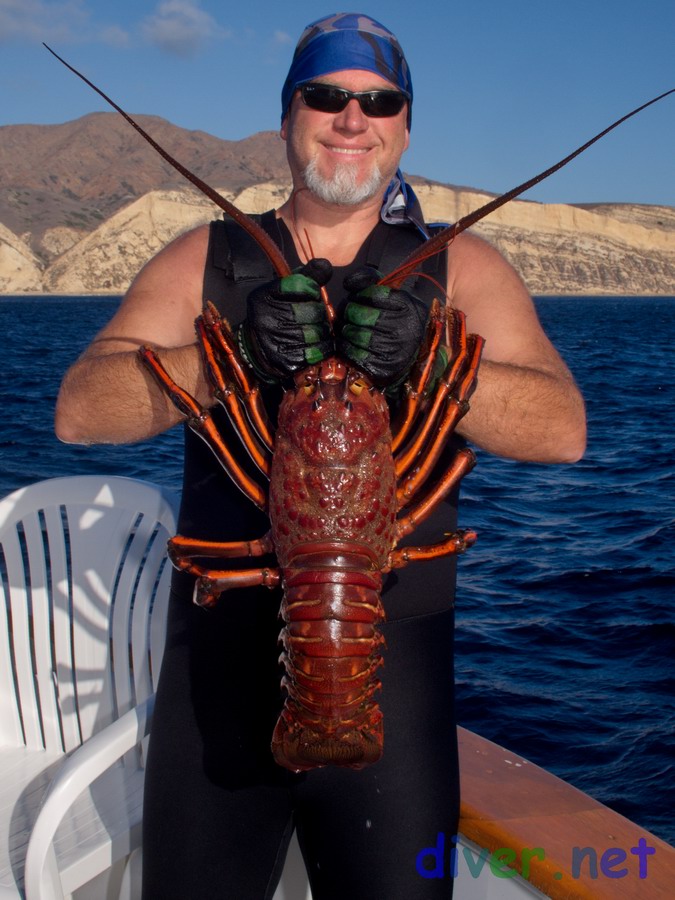 Roger Carlson with a 9½ lb. California spiny lobster (Panulirus interruptus) that was caught and released at Santa Cruz Island, California on November 3, 2015