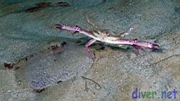 Renilla koellikeri (Sea Pansy) & Portunus xantusii (Swimming Crab)