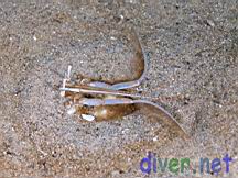 Blepharipoda occidentalis (Spiny Mole Crab)