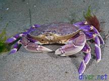 Metacarcinus gracilis, Cancer gracilis (Graceful rock crab, Graceful crab, Slender crab)
