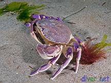 Metacarcinus gracilis, Cancer gracilis (Graceful rock crab, Graceful crab, Slender crab)