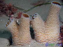 Zirfaea pilsbryi (Rough piddock, Pilsbry piddock, Pacific rough piddock)