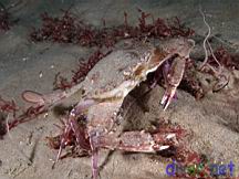 Portunus xantusii (Swimming Crab)