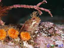 Neoclinus uninotatus (One-Spot Fringehead), Balanophyllia elegans (Orange Cup Coral)