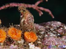 Neoclinus uninotatus (One-Spot Fringehead), Balanophyllia elegans (Orange Cup Coral)