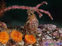 Neoclinus uninotatus (One-Spot Fringehead), Balanophyllia elegans (Orange Cup Coral)