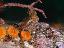 Neoclinus uninotatus (One-Spot Fringehead), Balanophyllia elegans (Orange Cup Coral)