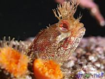 Neoclinus uninotatus (One-Spot Fringehead), Balanophyllia elegans (Orange Cup Coral)