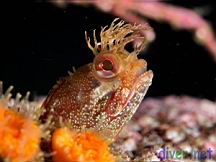 Neoclinus uninotatus (One-Spot Fringehead), Balanophyllia elegans (Orange Cup Coral)