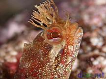 Neoclinus uninotatus (One-Spot Fringehead)