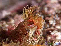 Neoclinus uninotatus (One-Spot Fringehead)