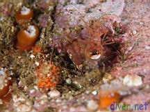 Neoclinus uninotatus (One-Spot Fringehead)