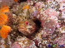 Neoclinus uninotatus (One-Spot Fringehead)