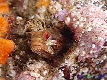 Neoclinus uninotatus (One-Spot Fringehead)