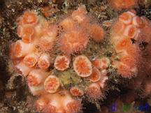 Coenocyathus bowersi (Colonial Cup Coral)