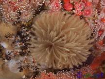 Eudistylia polymorpha (Feather Duster Worm)