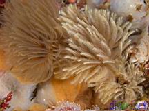 Eudistylia polymorpha (Feather Duster Worm)