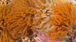 Eudistylia polymorpha (Feather Duster Worm)