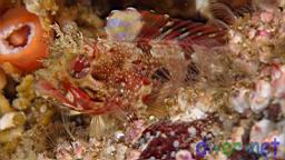 Neoclinus uninotatus (One-Spot Fringehead)