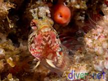 Neoclinus uninotatus (One-Spot Fringehead)