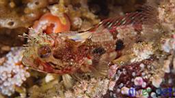 Neoclinus uninotatus (One-Spot Fringehead)