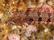 Neoclinus uninotatus (One-Spot Fringehead)