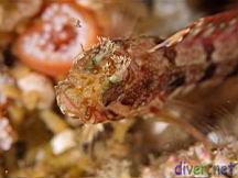 Neoclinus uninotatus (One-Spot Fringehead)