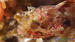 Neoclinus uninotatus (One-Spot Fringehead)