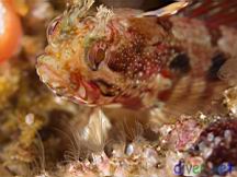 Neoclinus uninotatus (One-Spot Fringehead)