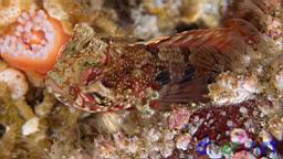 Neoclinus uninotatus (One-Spot Fringehead)