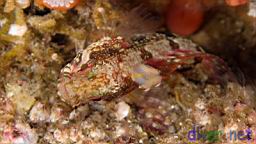 Neoclinus uninotatus (One-Spot Fringehead)