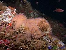 Clavelina huntsmani (Light Bulb Tunicate)