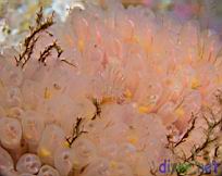 Clavelina huntsmani (Light Bulb Tunicate)