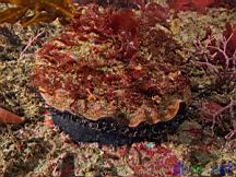 Haliotis rufescens (Red Abalone)