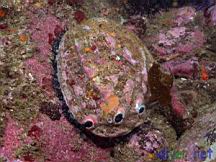 Haliotis rufescens (Red Abalone)