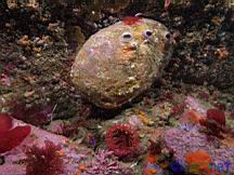 Haliotis rufescens (Red Abalone)