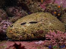 Haliotis rufescens (Red Abalone)