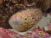 Haliotis rufescens (Red Abalone)