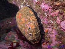 Haliotis rufescens (Red Abalone)