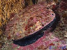 Haliotis rufescens (Red Abalone)