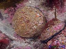 Haliotis rufescens (Red Abalone)