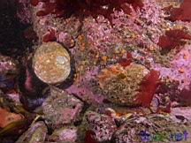 Haliotis rufescens (Red Abalone)