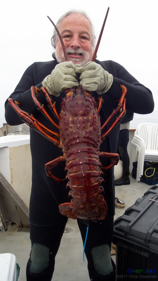 Chris Grossman with a 12 lb. California spiny lobster (Panulirus interruptus) at Cortes Bank