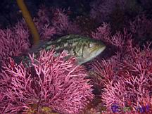 Paralabrax clathratus (Kelp Bass, Calico Bass) hiding in Calliarthron tuberculosum (Articulated coralline algae)