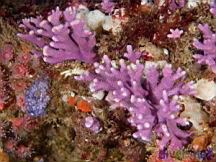 Stylaster californicus (California Hydrocoral) & Disporella sp. (Purple Bryozoan)