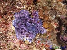 Disporella sp. (Purple Bryozoan)
