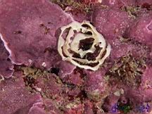 Unkown decaying egg mass on Crustose corallines (Encrusting Coralline Algae)