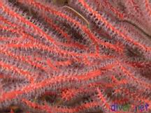Lophogorgia chilensis (Red Gorgonian)