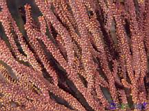 Muricea californica (California Golden Gorgonian)